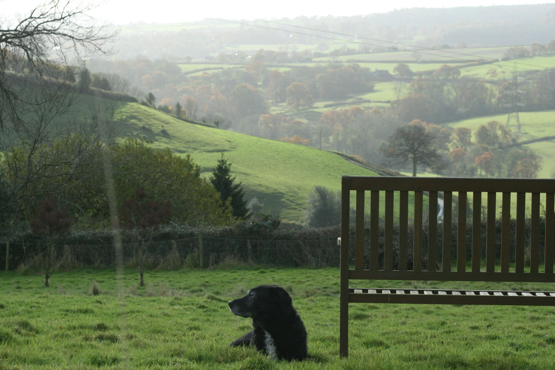 dog & bench