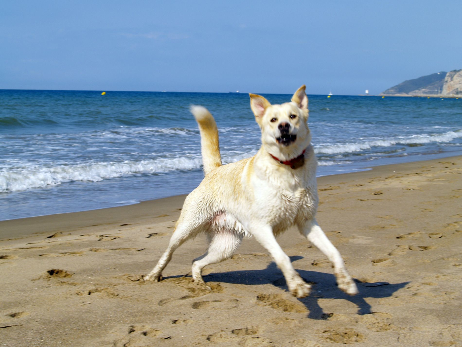 dog on sandy beach